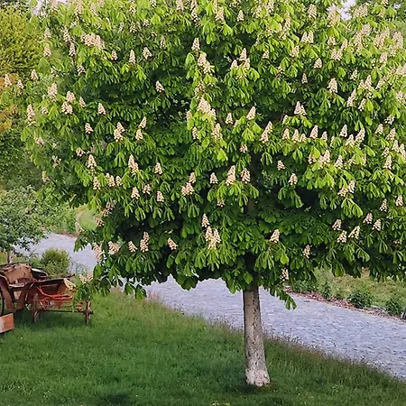 Апартаменты 3-raum-kuschelnest Mit Privatsauna Und Whirlwanne *